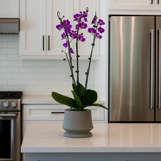 Monthly Subscription: 3 Medium Stems Delivered Monthly
