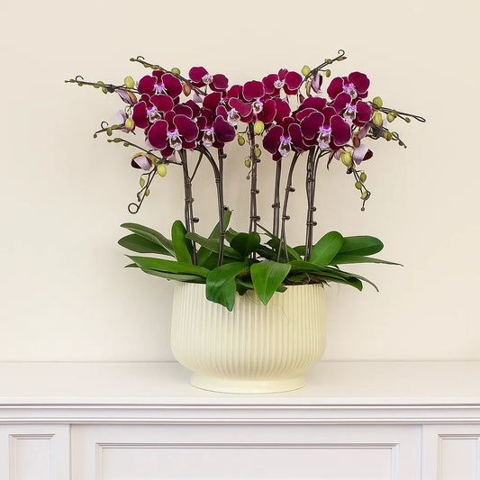 Monthly Subscription: 9 Large Stems Delivered Monthly