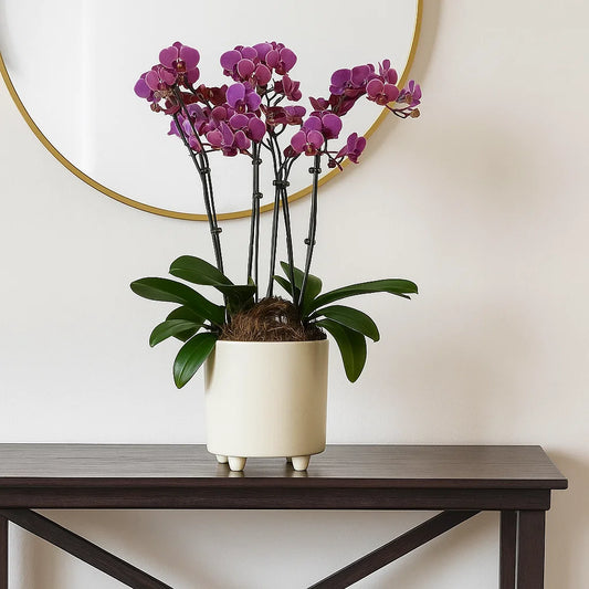 Monthly Subscription: 4 Large Stems Delivered Monthly