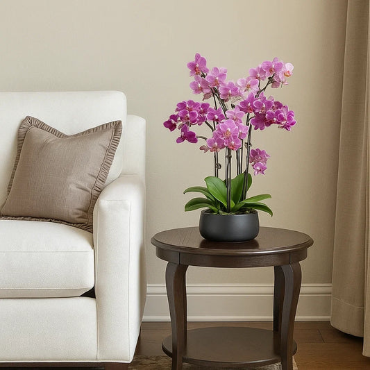 Monthly Subscription: 7 Medium Stems Delivered Monthly