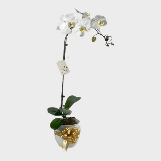 how do i grow an orchid
how do i take care of an orchid plant
how do orchids flower