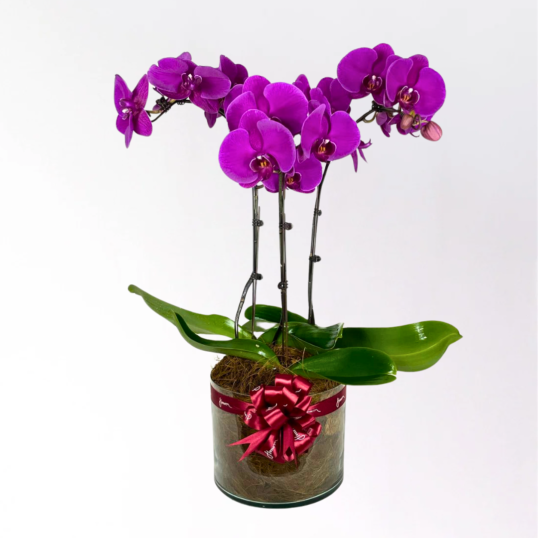 deliver orchid plant
how to take care of an orchid plant
seasonal plants
how to fertilize orchids